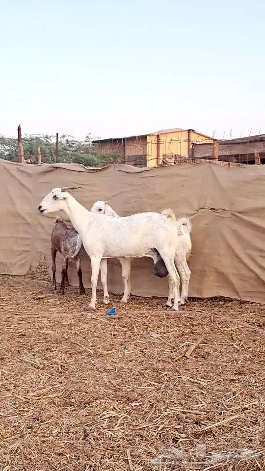 عنز بيشيه تحتها تيس وجفره ذبايح 3