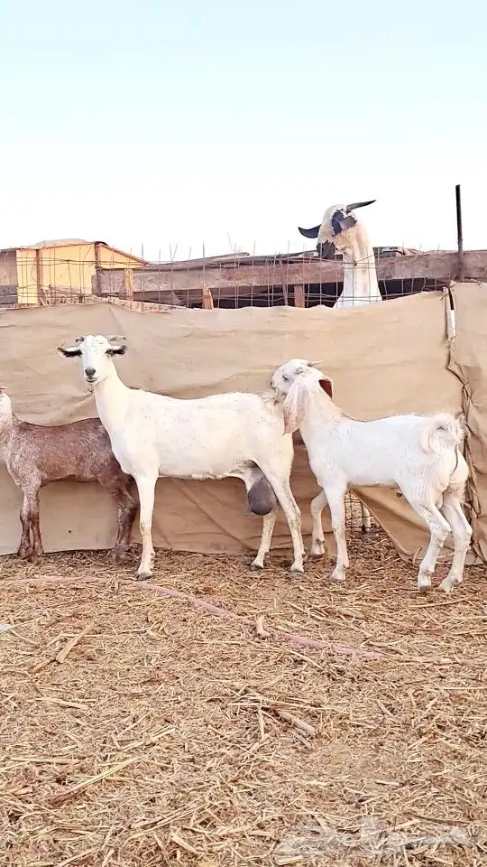 عنز بيشيه تحتها تيس وجفره ذبايح 1