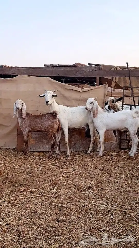 عنز بيشيه تحتها تيس وجفره ذبايح 4