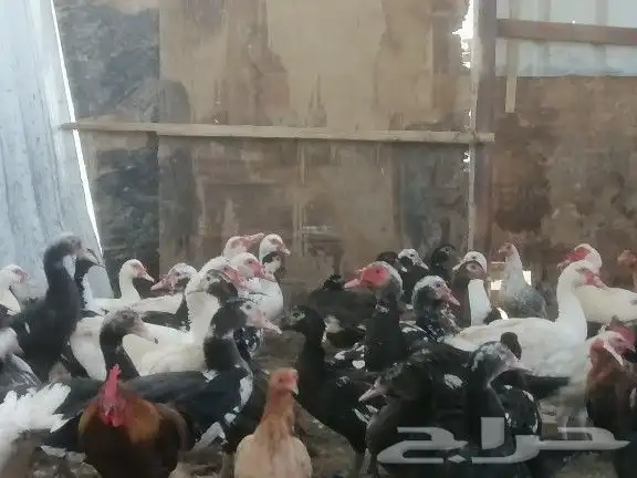 بط مسكوفي ومصري 1