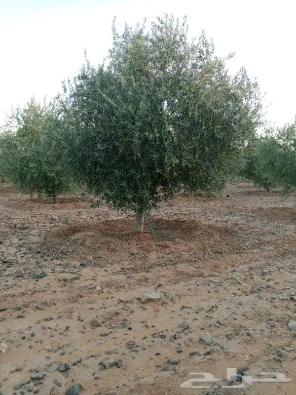 يوجد لدينا جميع انواع الزيتون في جميع انحاء المملكه 7