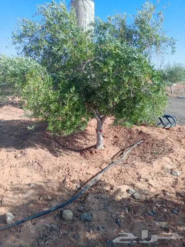 يوجد لدينا جميع انواع الزيتون في جميع انحاء المملكه 4