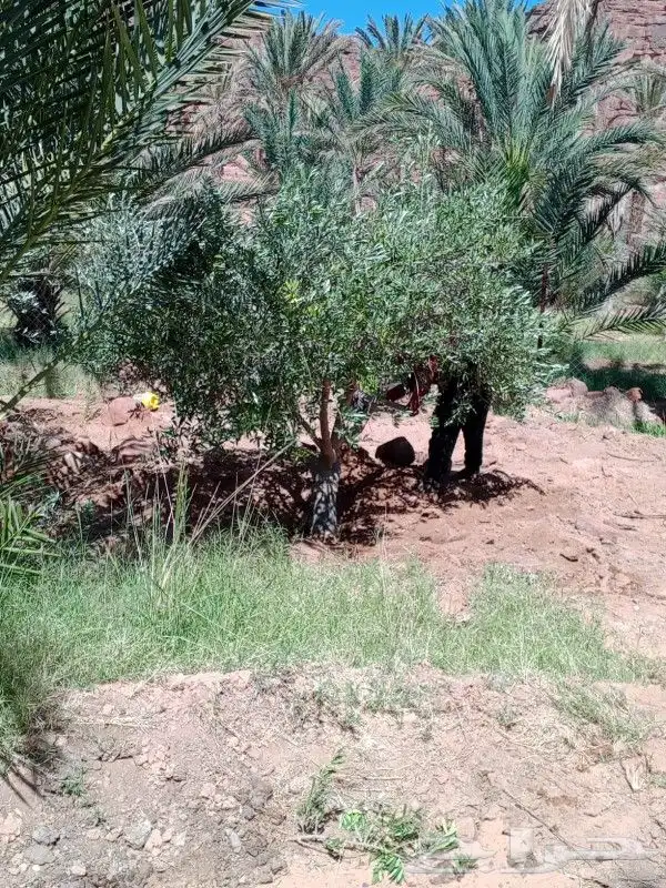 يوجد لدينا جميع انواع الزيتون في جميع انحاء المملكه 3