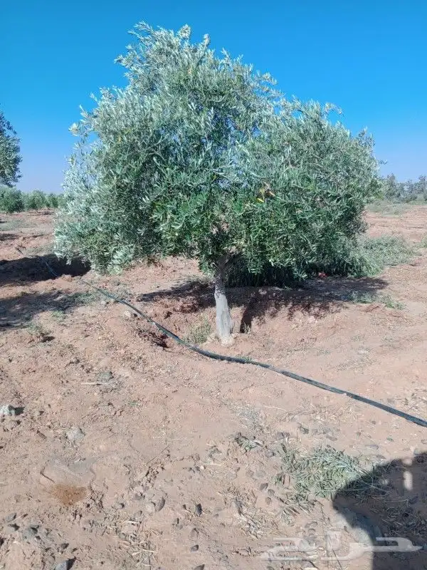 يوجد لدينا جميع انواع الزيتون في جميع انحاء المملكه 6