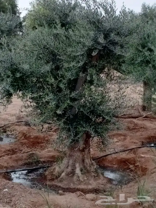 زيتون معمر مثمر 3