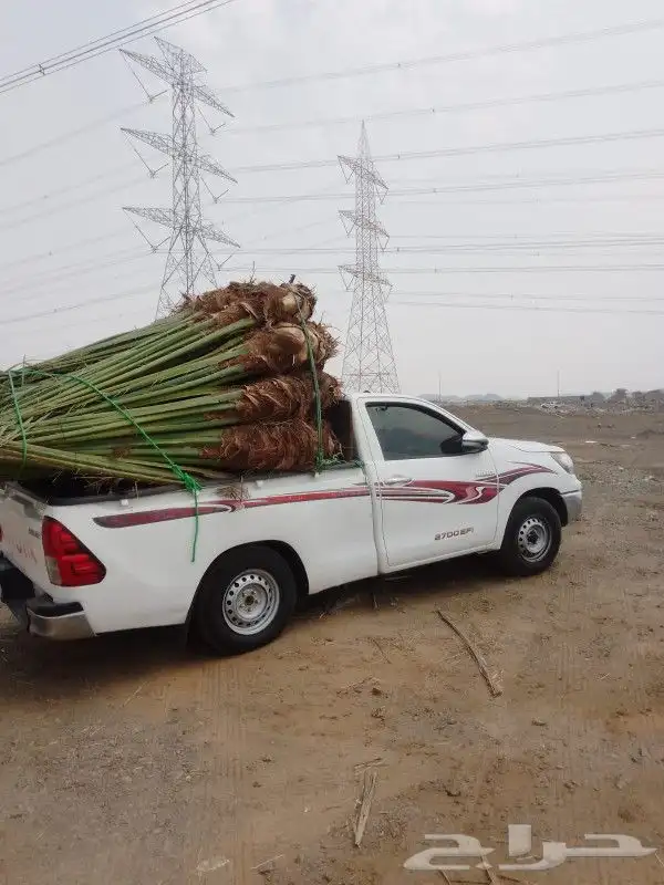 شبوك مزارع نخيل عربي واشنطني زينه 9