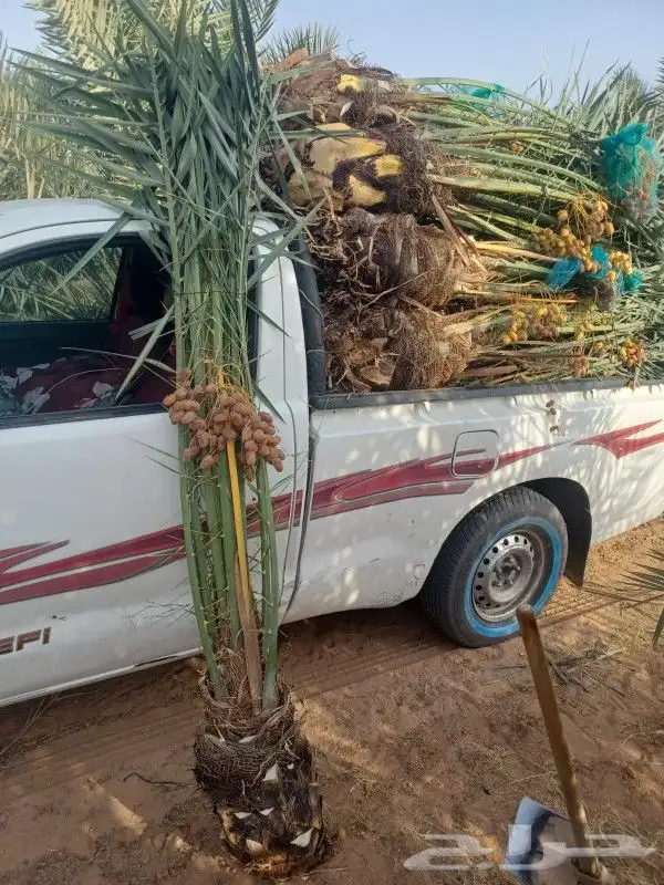 يوجد لدينا جميع انواع النخيل الفسائل والنقايل وجميع انواعها 5