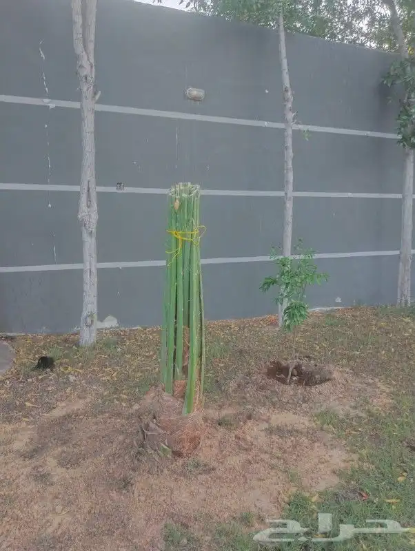 زراعه نخيل 0