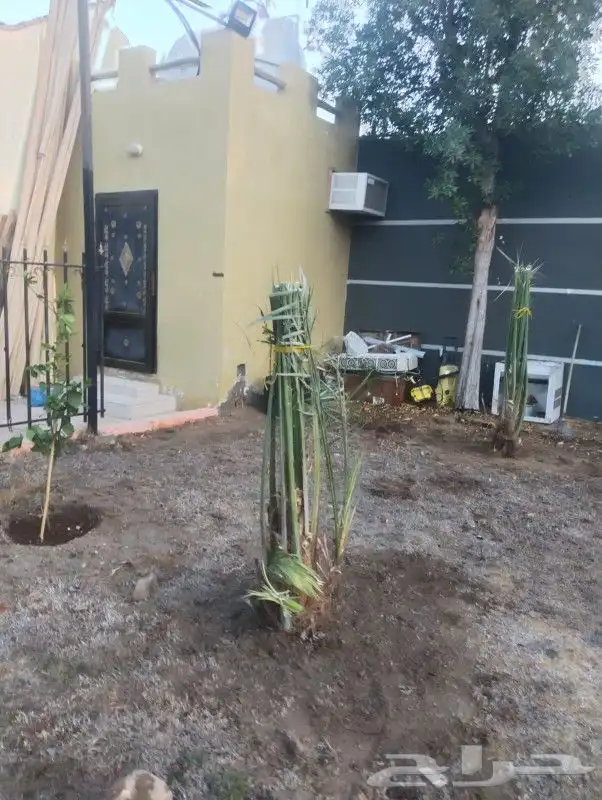 زراعه نخيل 2