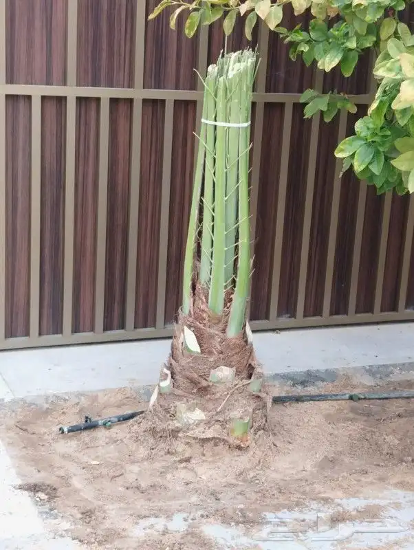 زراعه نخيل 9