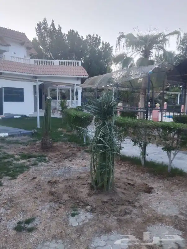 زراعه نخيل 6