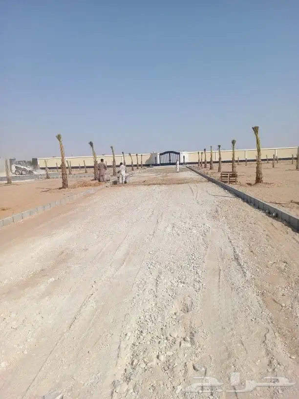 نخيل توريد وزراعه عربي واشنطني 3