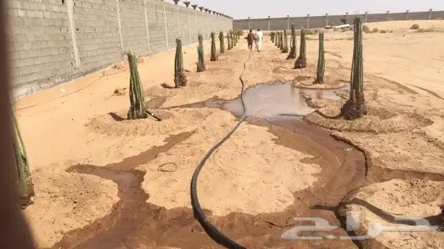 نقوم بتوريد جميع انواع النخل وقلع وغرس وتكريب النخل 8