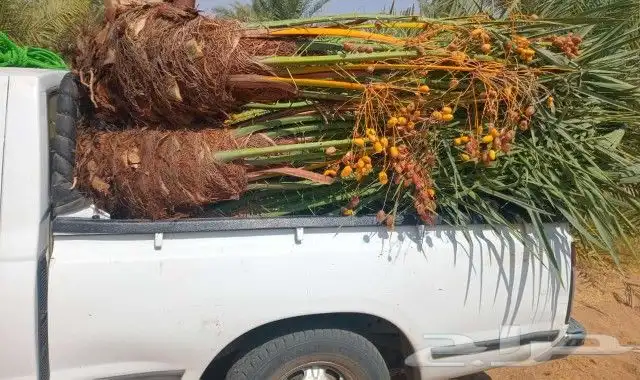 نقوم بتوريد جميع انواع النخل وقلع وغرس وتكريب النخل 1