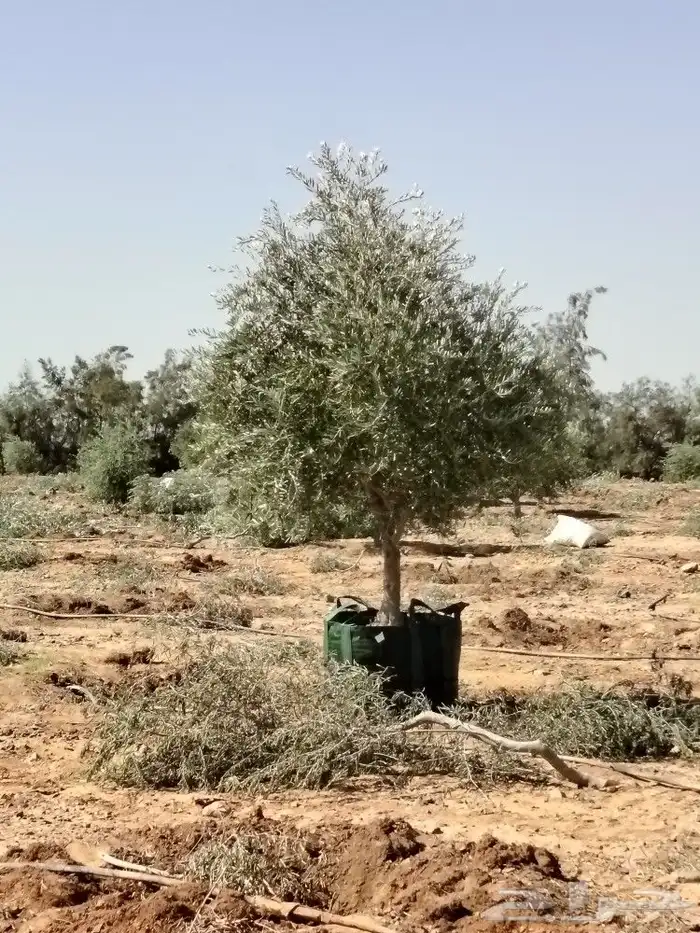 يوجد لدينا أشجار الزيتون 12