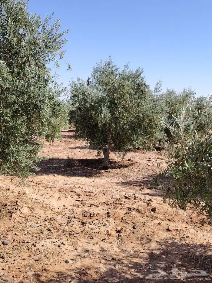 يوجد لدينا أشجار الزيتون 14