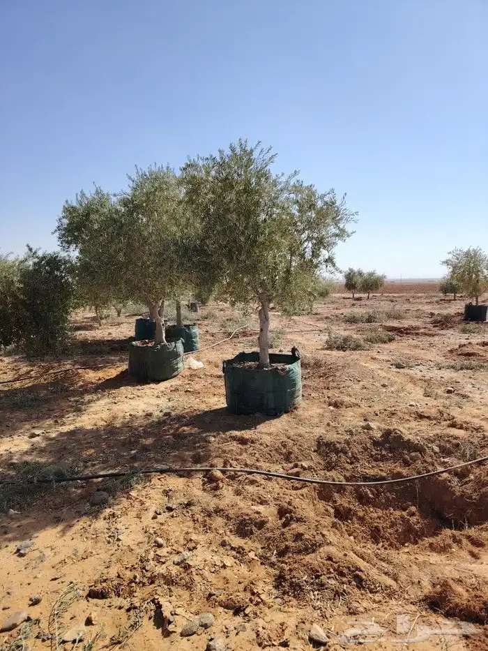 يوجد لدينا أشجار الزيتون 16