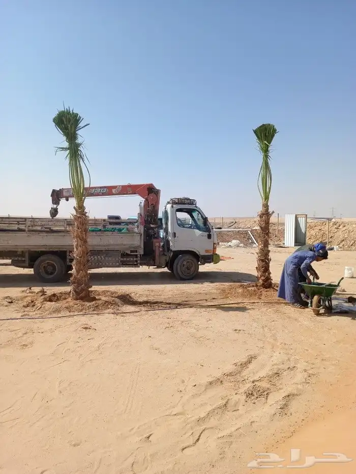 نخيل توريد وزراعه عربي واشنطني 7