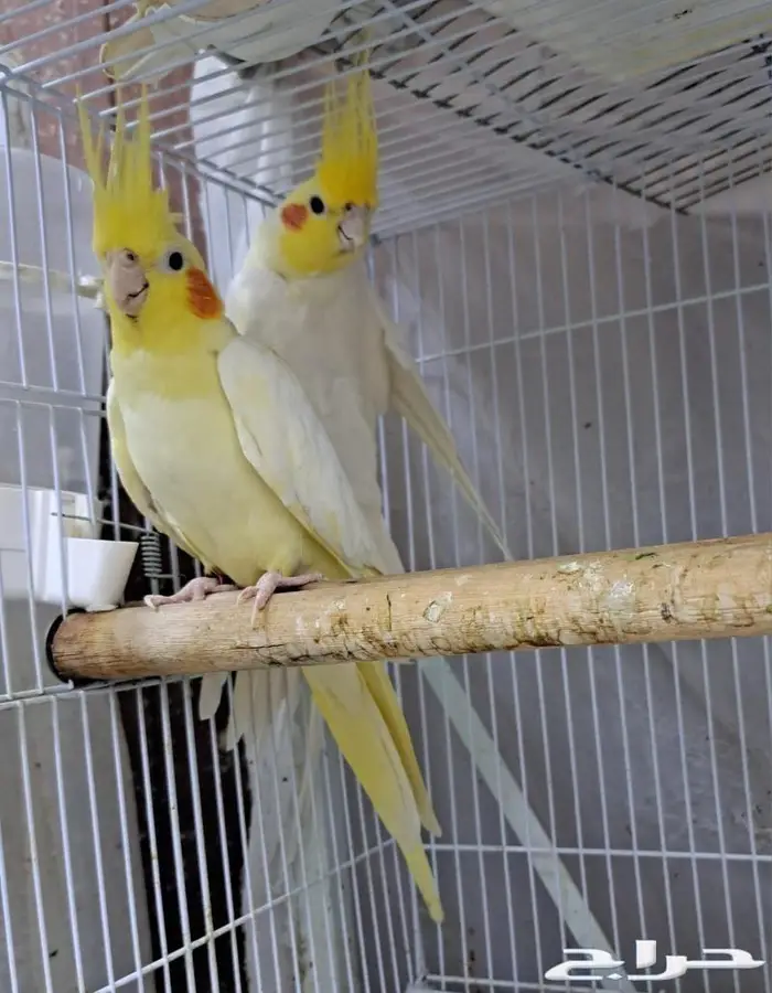 زوج كروان لاتينو عيون حمر منتج (( تم البيع )) 3