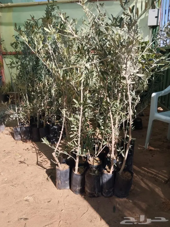 زيتون. واشجار مثمرة 4