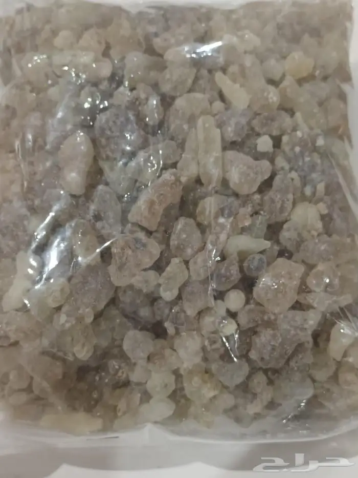 لبان ذكر اخضر حوجري ملكي طازج 0