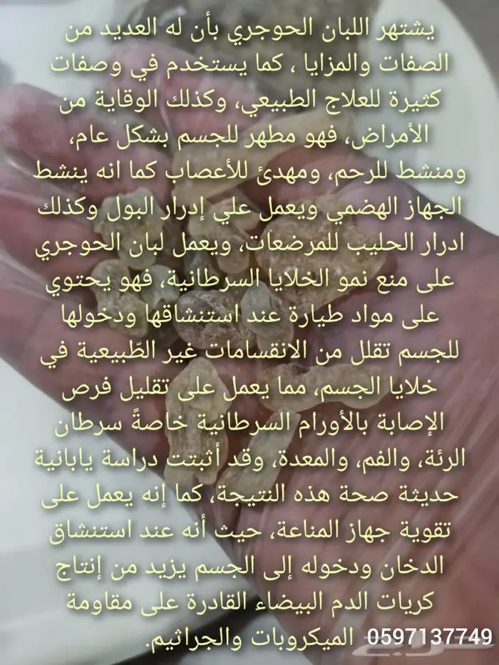 لبان ذكر اخضر حوجري ملكي طازج 2