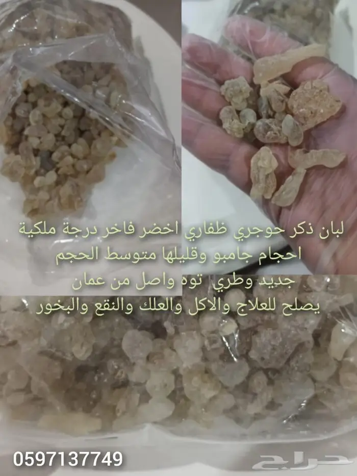 لبان ذكر اخضر حوجري ملكي طازج 1
