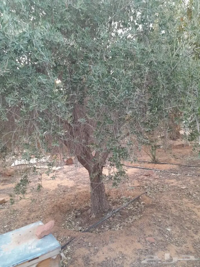 زيتون. واشجار مثمرة 2
