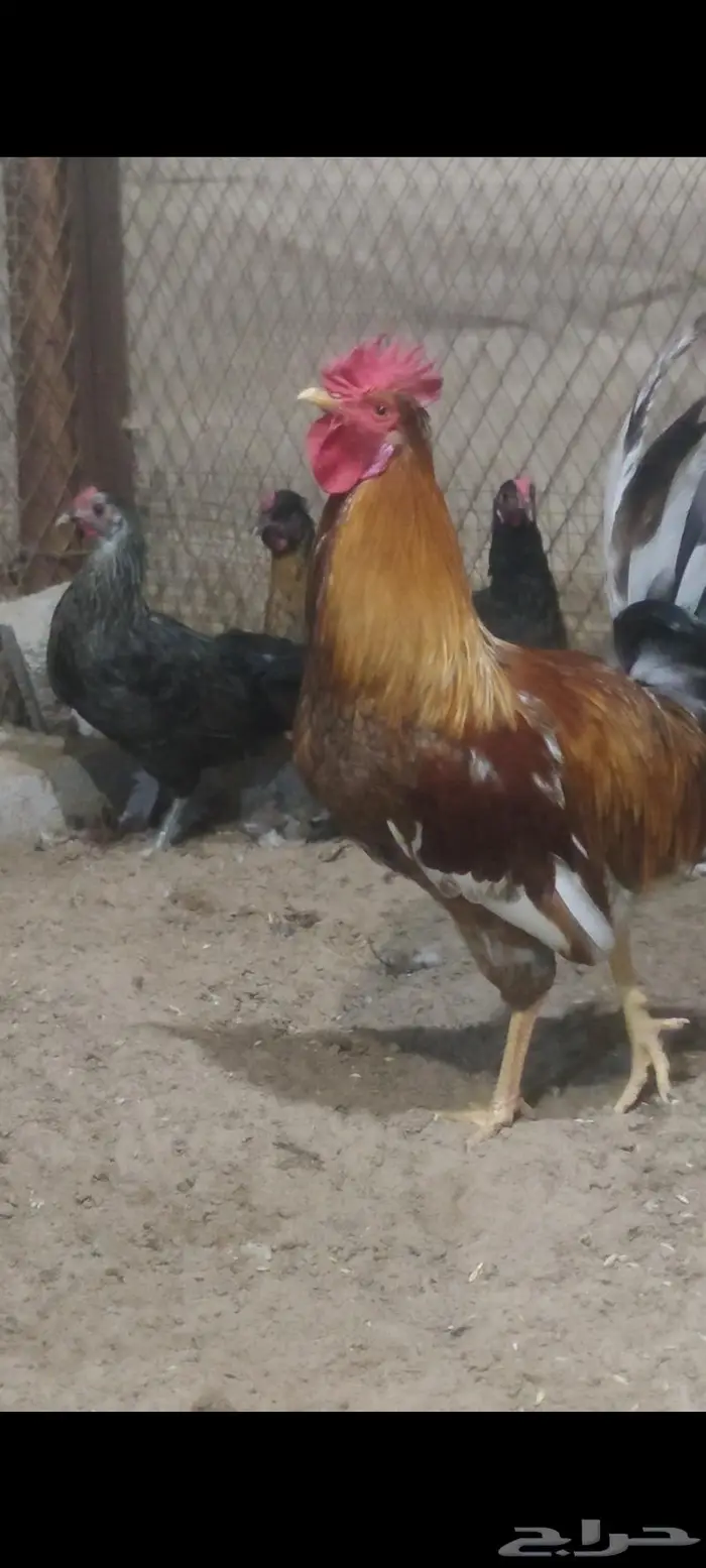دجاج بلدي للبيع 3