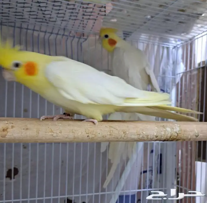 زوج كروان لاتينو عيون حمر منتج (( تم البيع )) 5