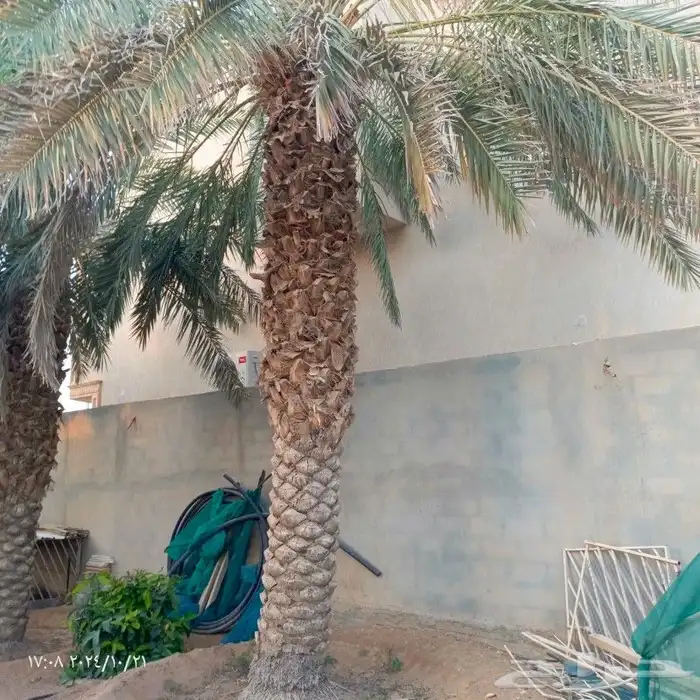 نخل واشنطنونا ونخل عربي 9