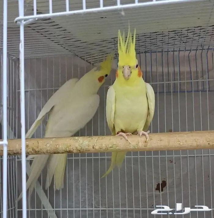 زوج كروان لاتينو عيون حمر منتج (( تم البيع )) 4