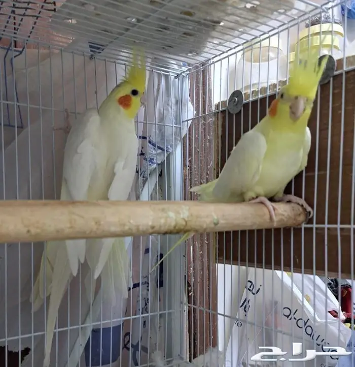 زوج كروان لاتينو عيون حمر منتج (( تم البيع )) 1