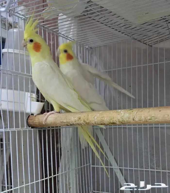 زوج كروان لاتينو عيون حمر منتج (( تم البيع )) 2