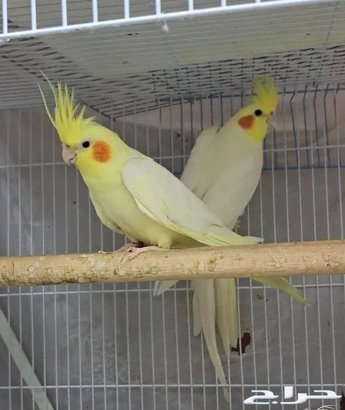 زوج كروان لاتينو عيون حمر منتج (( تم البيع )) 0