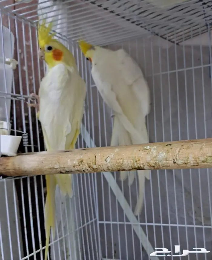 زوج كروان لاتينو عيون حمر منتج (( تم البيع )) 6