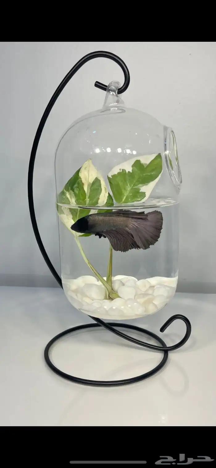 سمك الفايتر 1