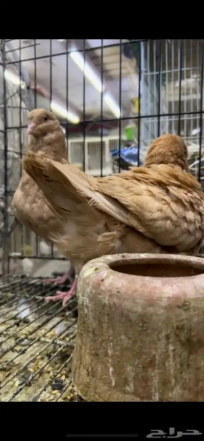 طبه كنق مودينا اصفر ذهب تم البيع 0