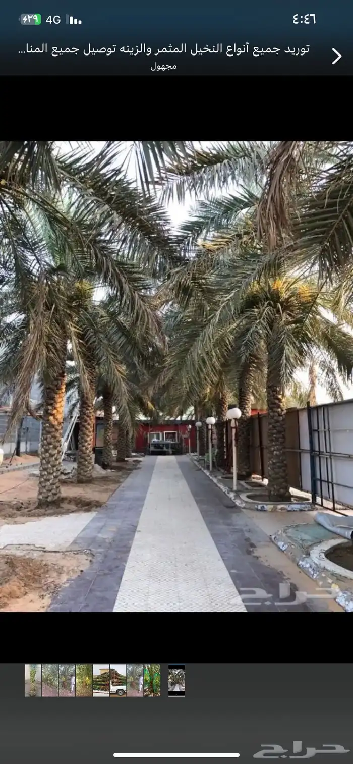 نخيل فاخر 7