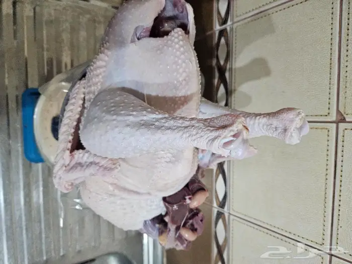 ديك رومي ذبح طازج عند الطلب 3