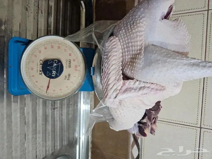 ديك رومي ذبح طازج عند الطلب 2