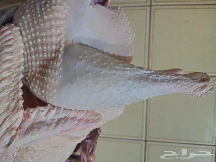 ديك رومي ذبح طازج عند الطلب 4