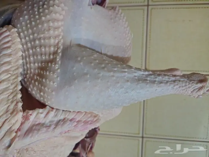 ديك رومي ذبح طازج عند الطلب 5