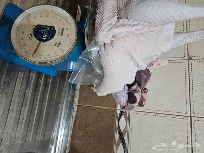 ديك رومي ذبح طازج عند الطلب 6