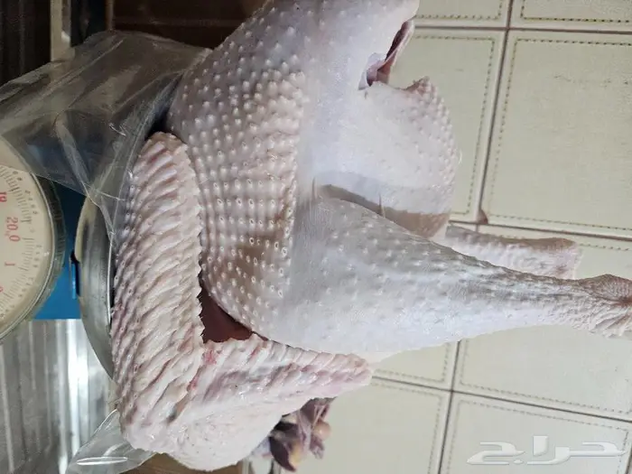 ديك رومي ذبح طازج عند الطلب 7