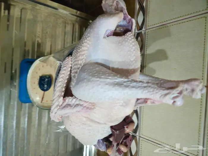 ديك رومي ذبح طازج عند الطلب 9