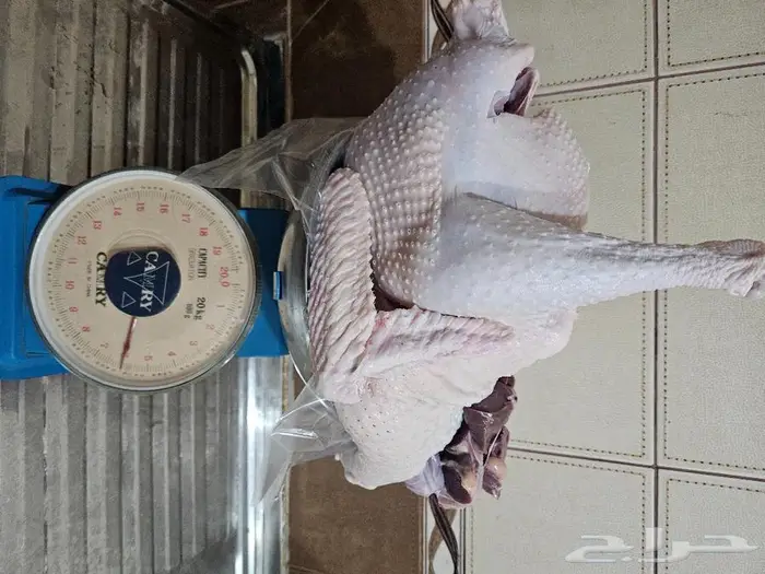 ديك رومي ذبح طازج عند الطلب 13