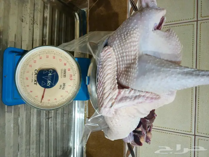 ديك رومي ذبح طازج عند الطلب 12