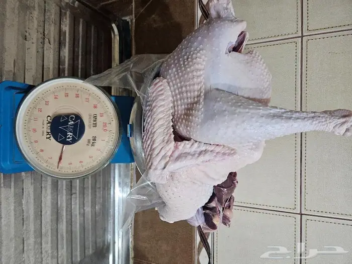 ديك رومي ذبح طازج عند الطلب 17