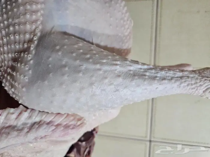 ديك رومي ذبح طازج عند الطلب 0